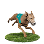 娛樂城評價娛樂城白金賽狗